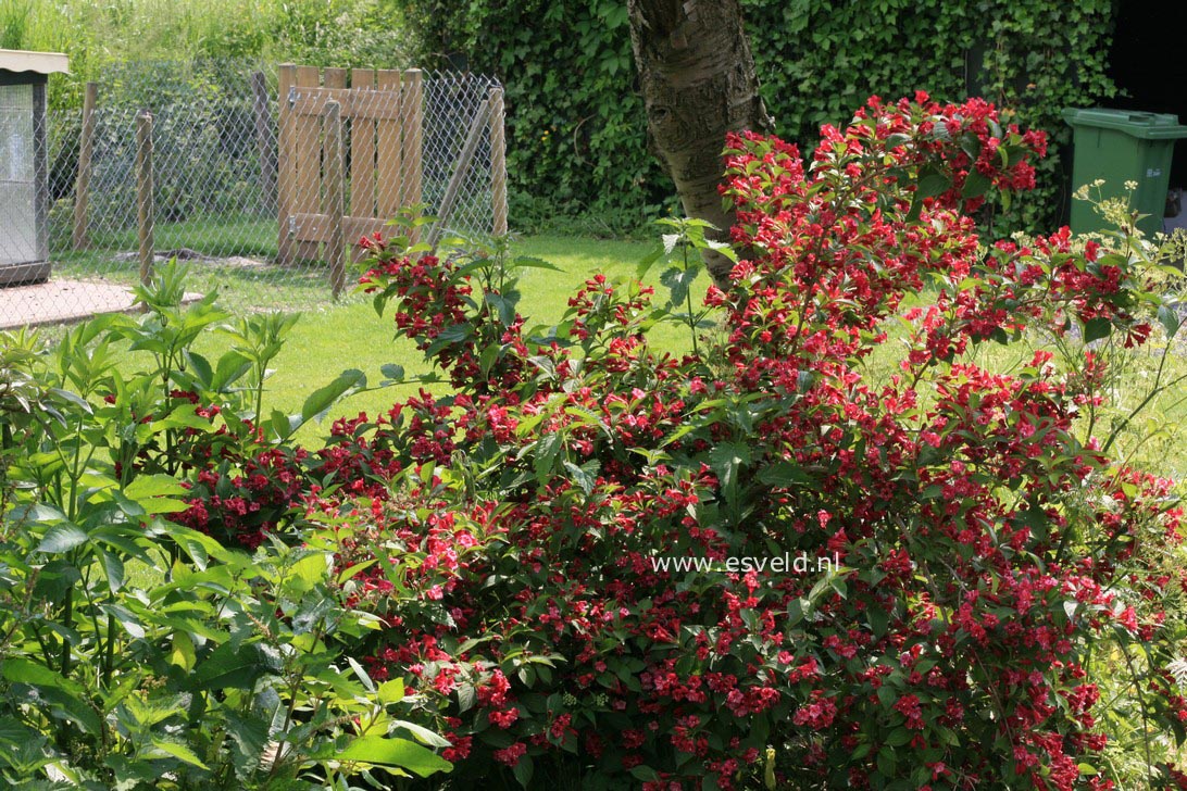 Weigela 'Bristol Ruby'