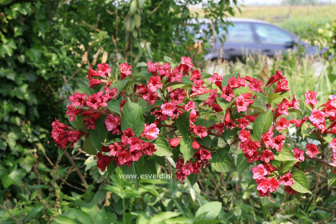 Weigela 'Bristol Ruby'