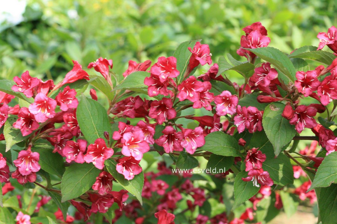 Weigela 'Bristol Ruby'