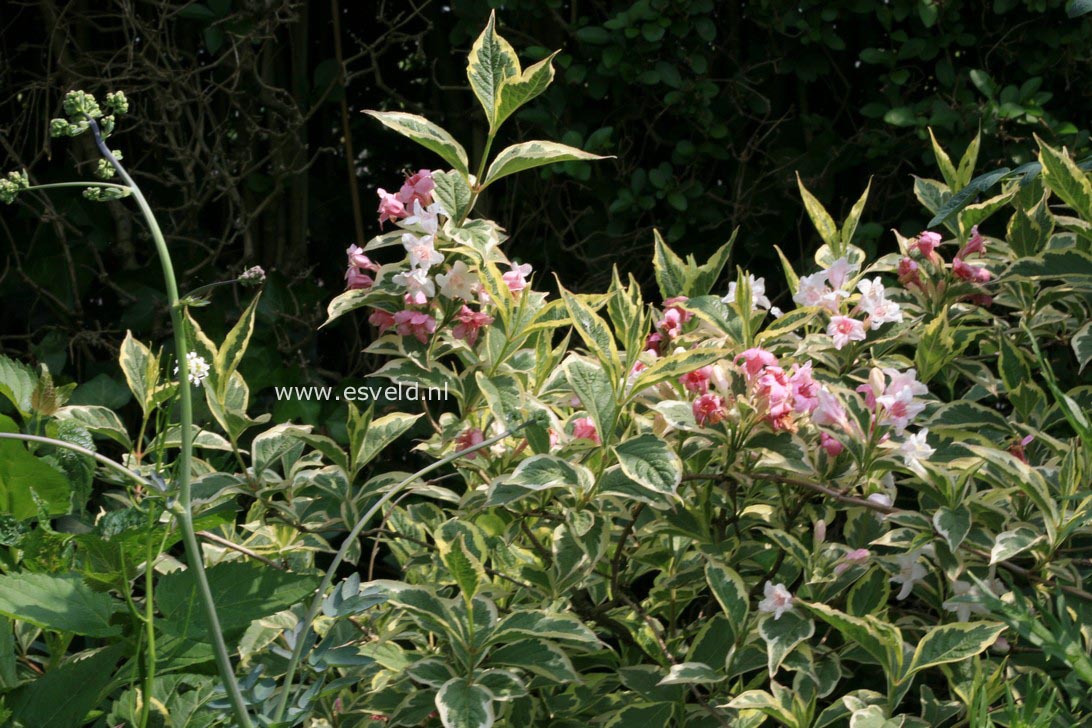 Weigela florida 'Variegata'