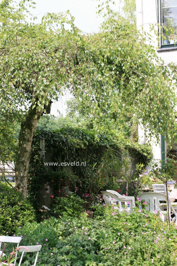 Betula pendula 'Youngii'