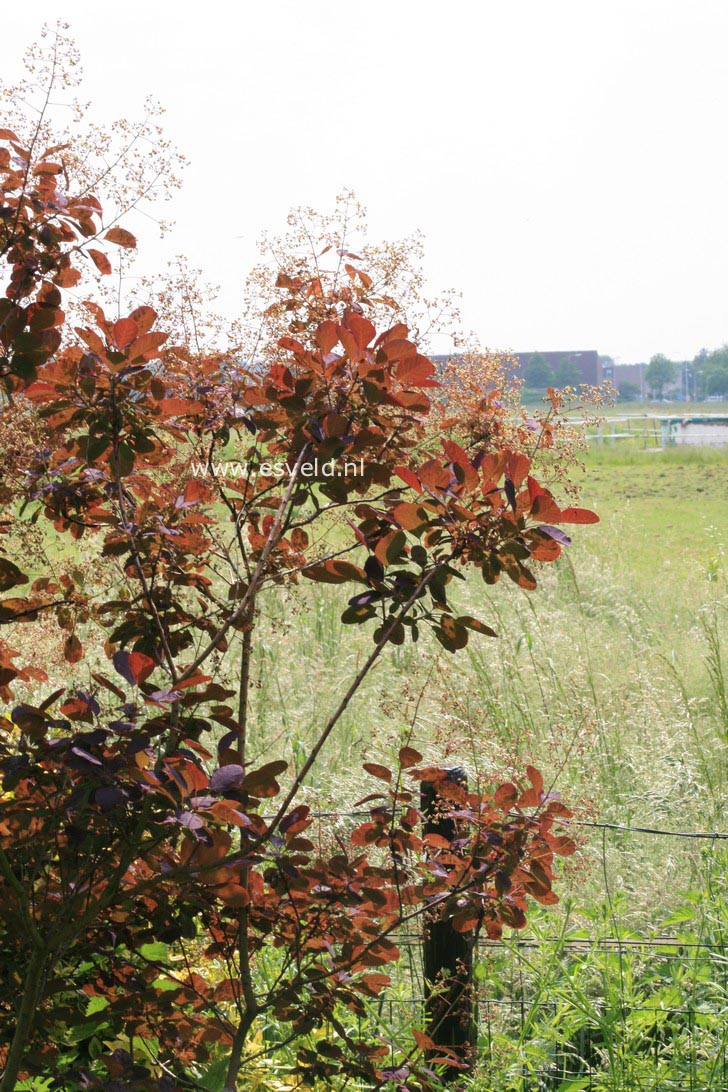 Cotinus coggygria 'Royal Purple'