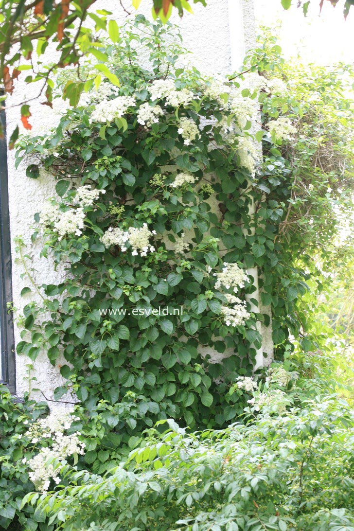 Hydrangea anomala petiolaris