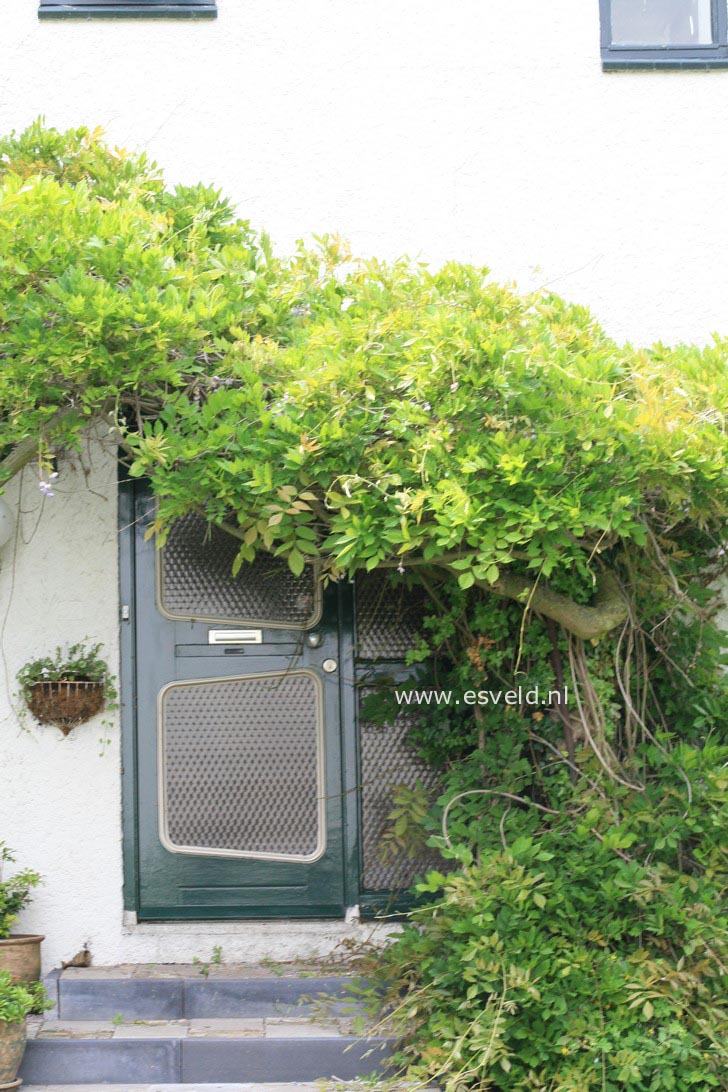 Wisteria floribunda