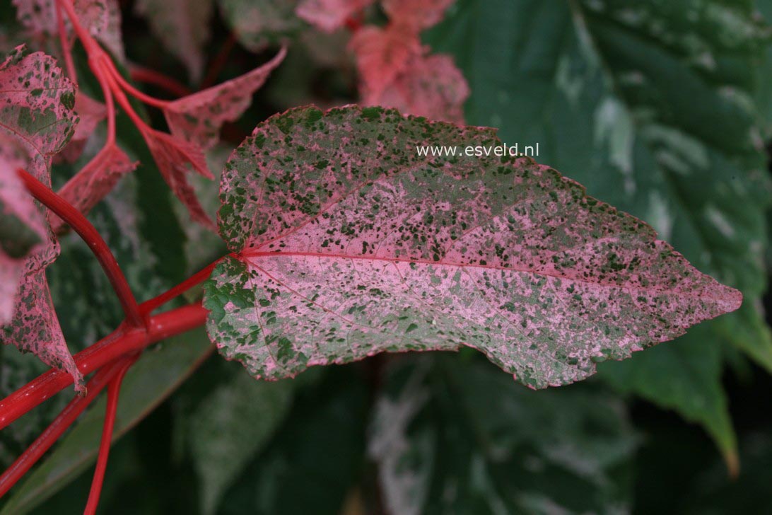 Acer rubescens 'Red Flamingo'