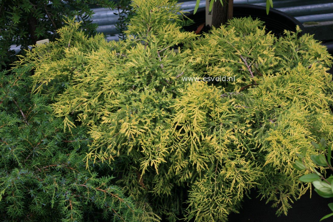 Juniperus pfitzeriana 'Iva'