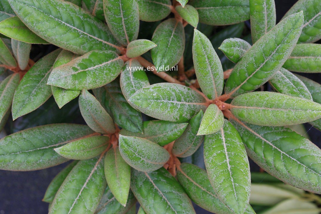 Rhododendron 'Hydon Velvet'