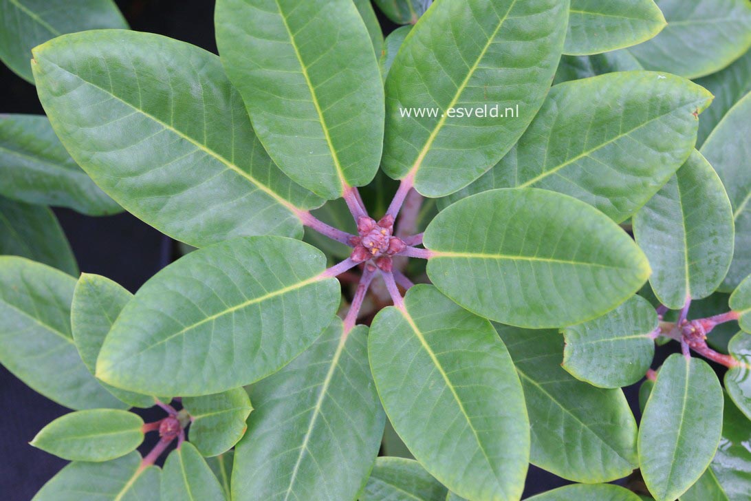 Rhododendron 'Soulkew Elegant'