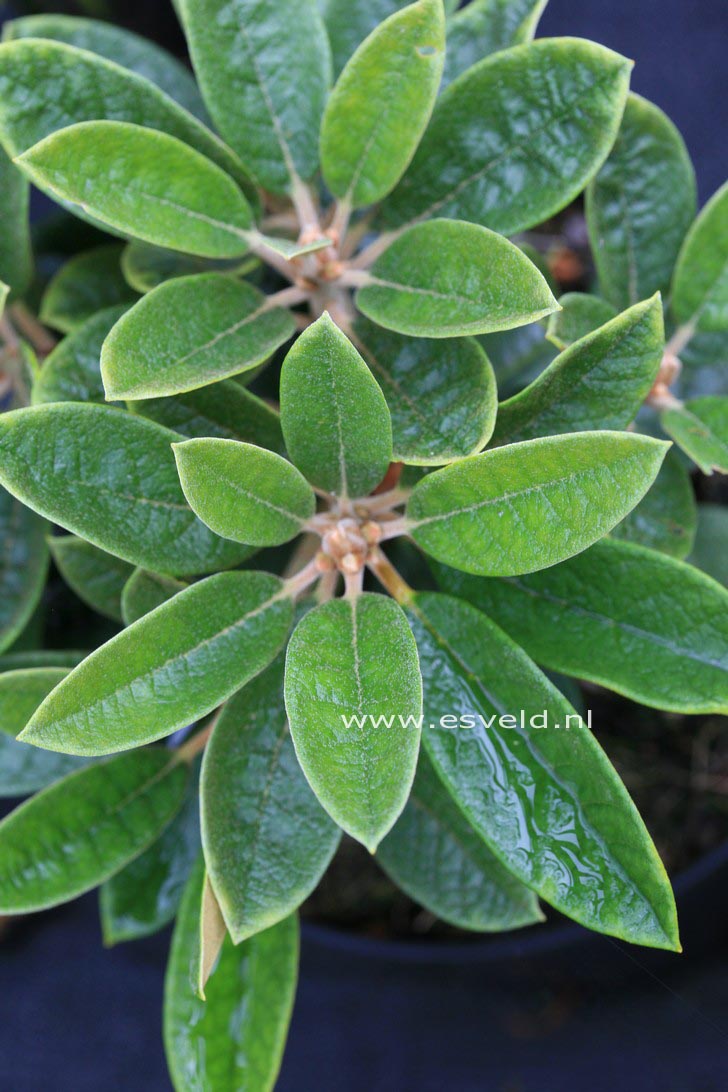 Rhododendron wiltonii