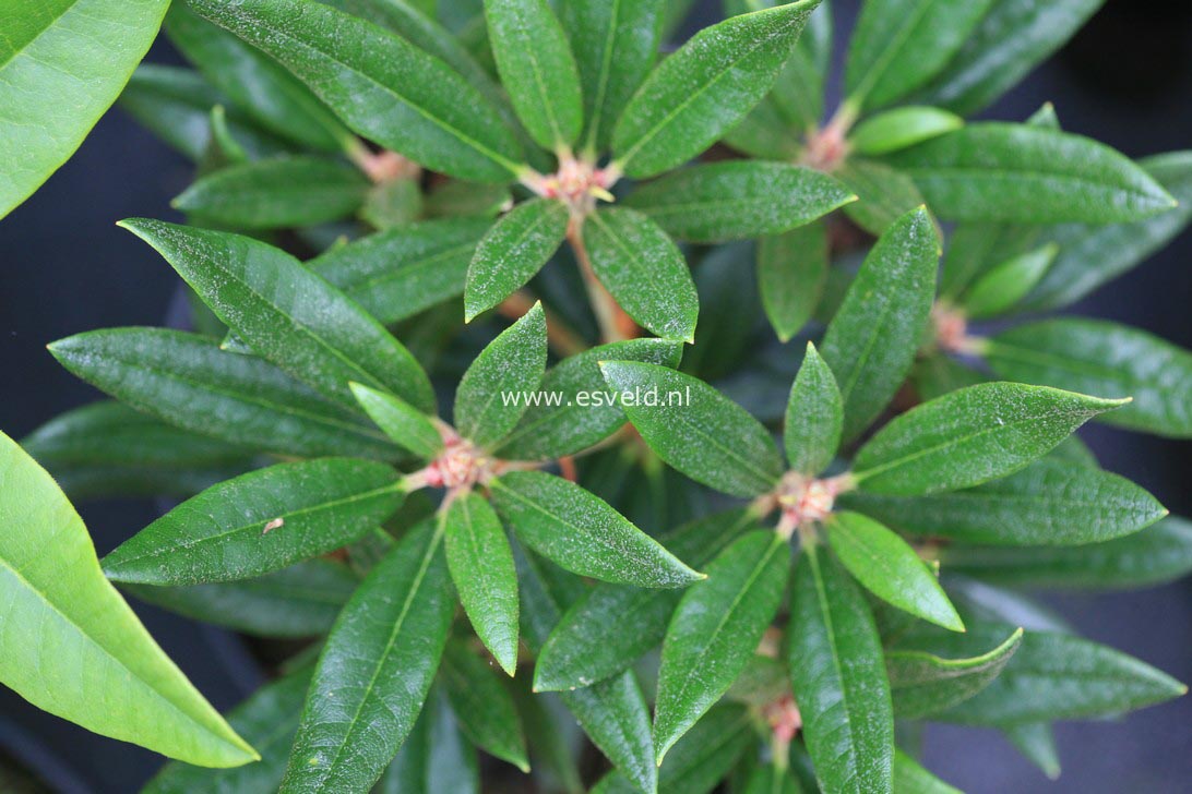 Rhododendron 'Blewbury'