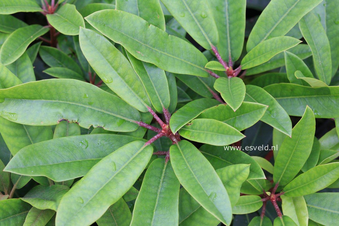 Rhododendron 'Holdrio'