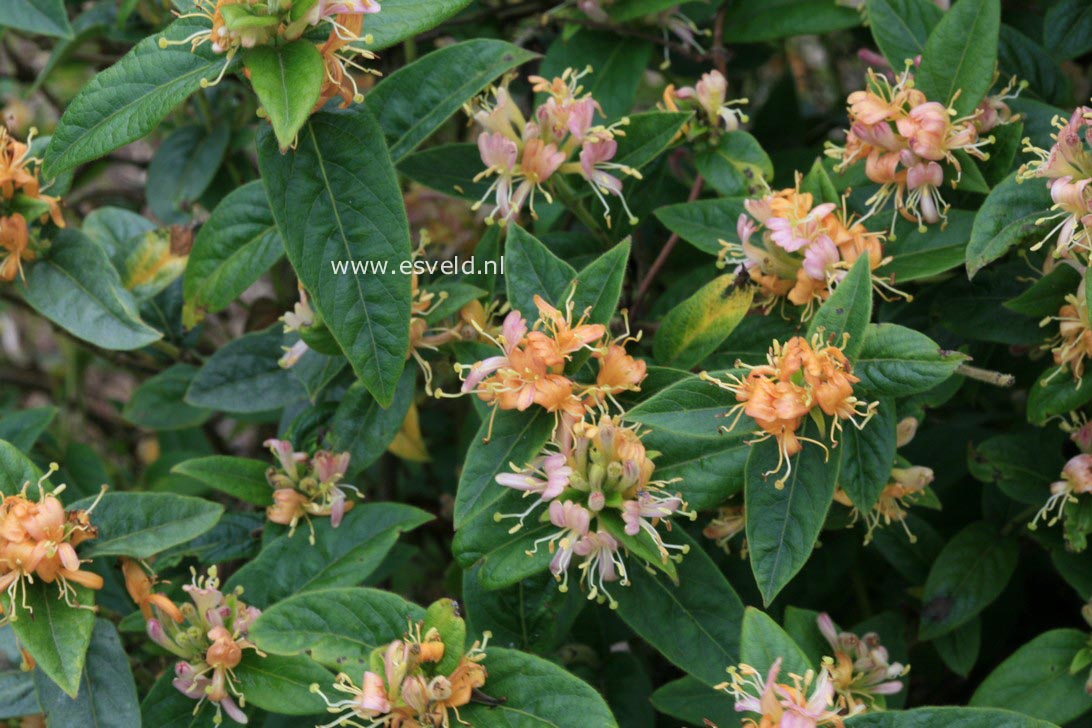 Lonicera acuminata