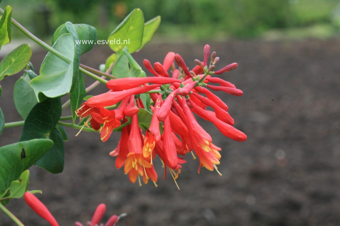 Lonicera sempervirens 'Leo'