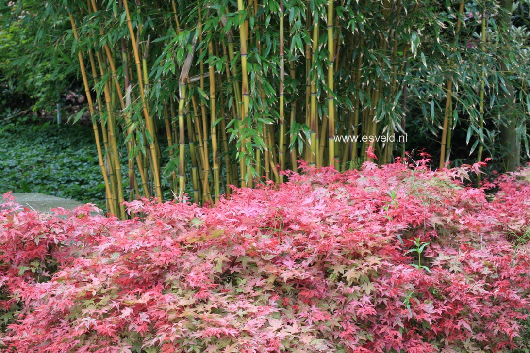 Acer palmatum 'Corallinum'