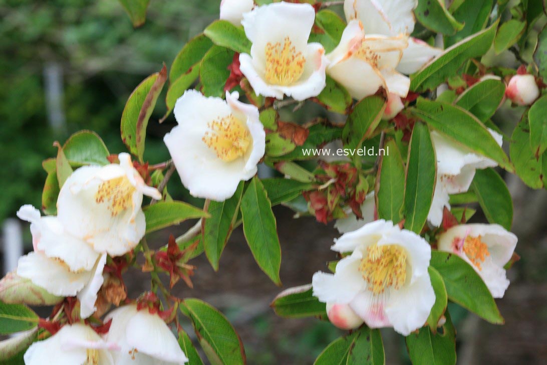 Stewartia gemmata