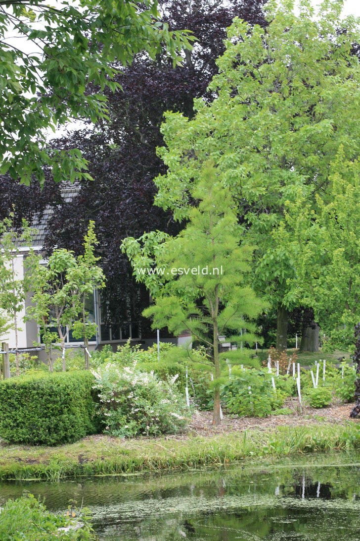 Taxodium distichum