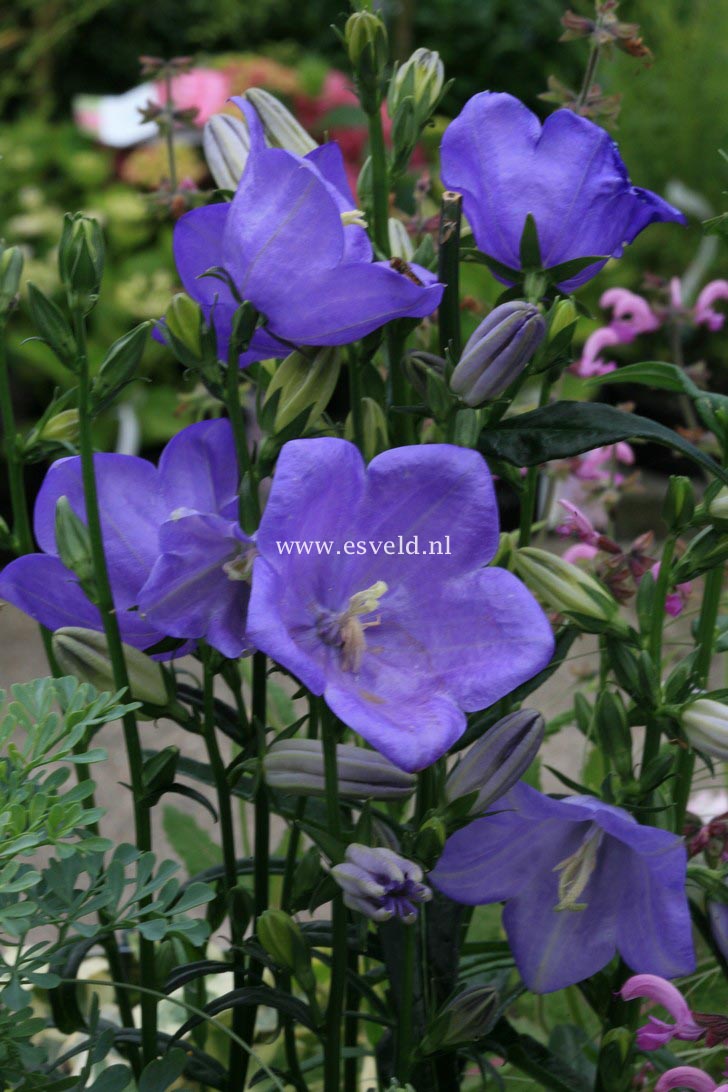 Campanula persicifolia 'Takion Blue'