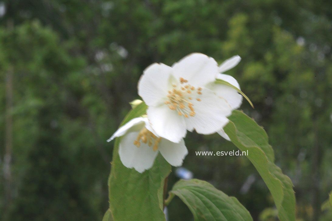 Philadelphus triflorus