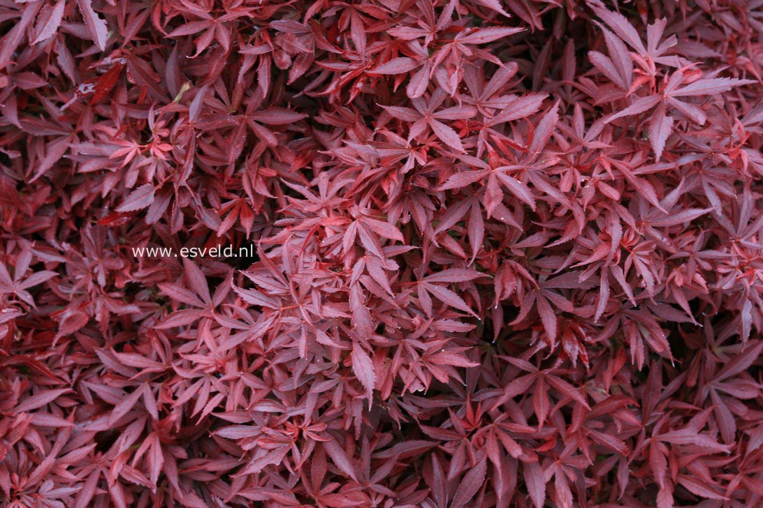 Acer palmatum 'Shaina'