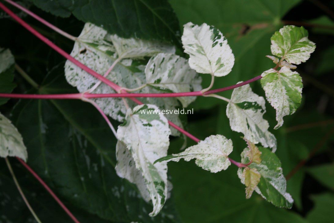 Acer rufinerve 'Kofuji nishiki'