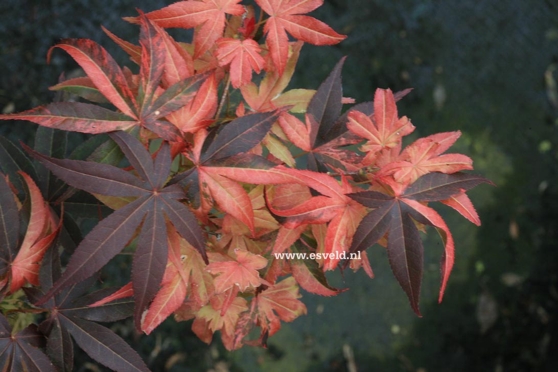 Acer palmatum 'Hinode nishiki'