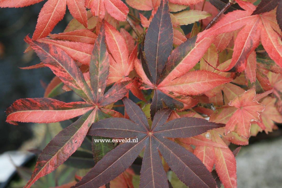 Acer palmatum 'Hinode nishiki'