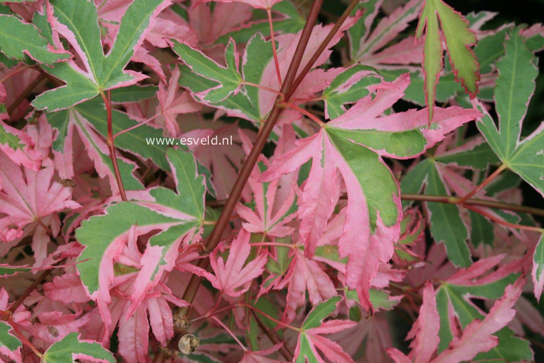 Acer palmatum 'Taylor'