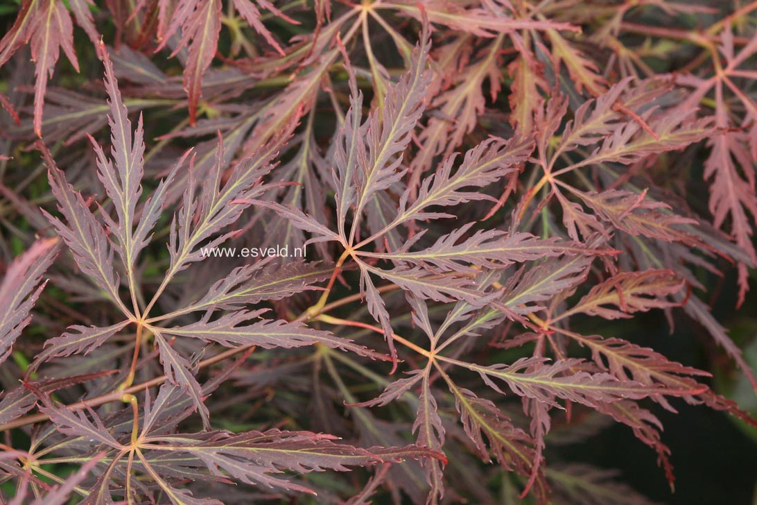 Acer palmatum 'Arton'