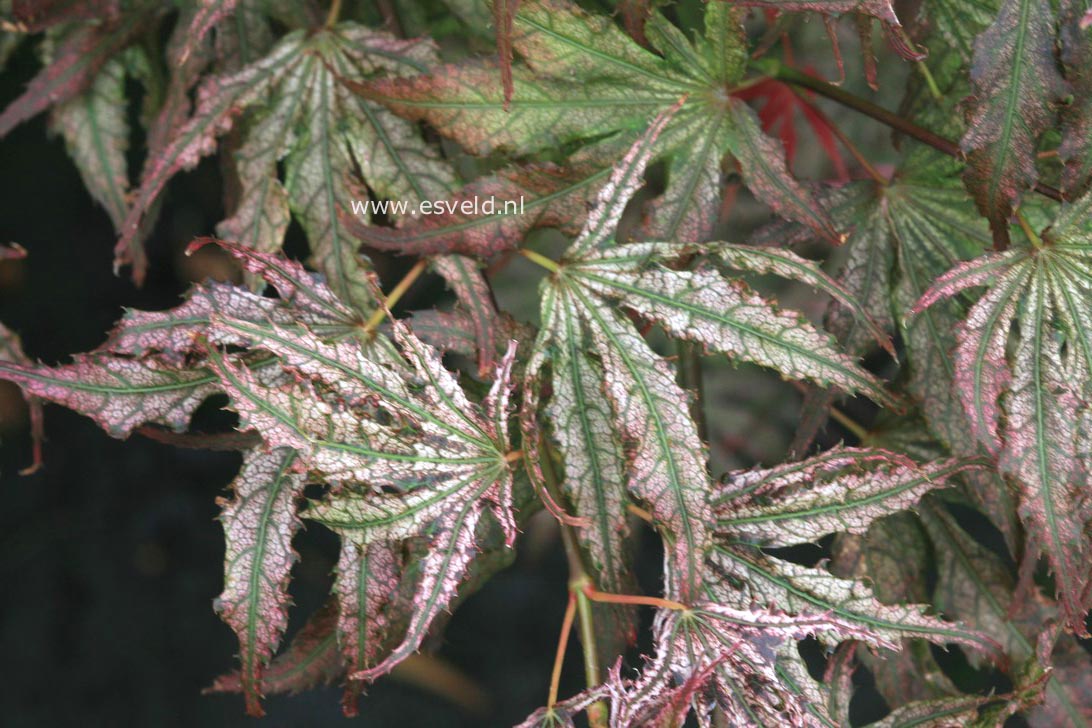 Acer palmatum 'Mikazuki'