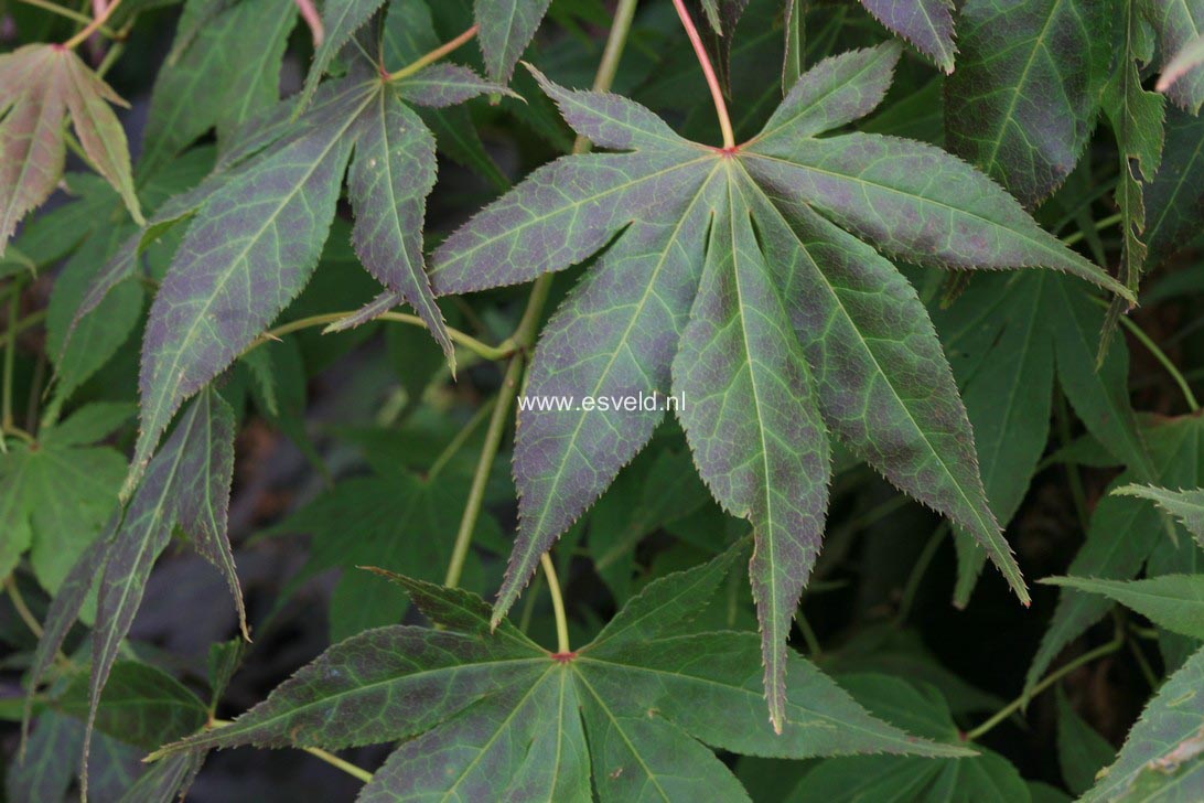 Acer palmatum 'Atropurpureum Variegatum'