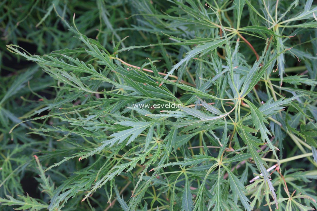 Acer palmatum 'Tatsuta gire'