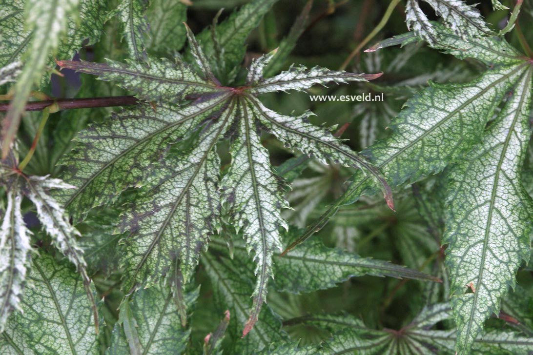 Acer palmatum 'Elmwood'