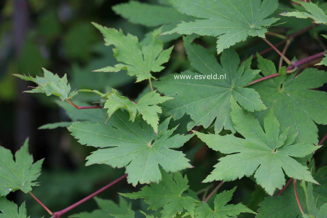 Acer sieboldianum