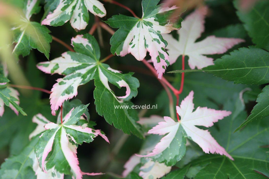 Acer palmatum 'Murasaki Shikibu'