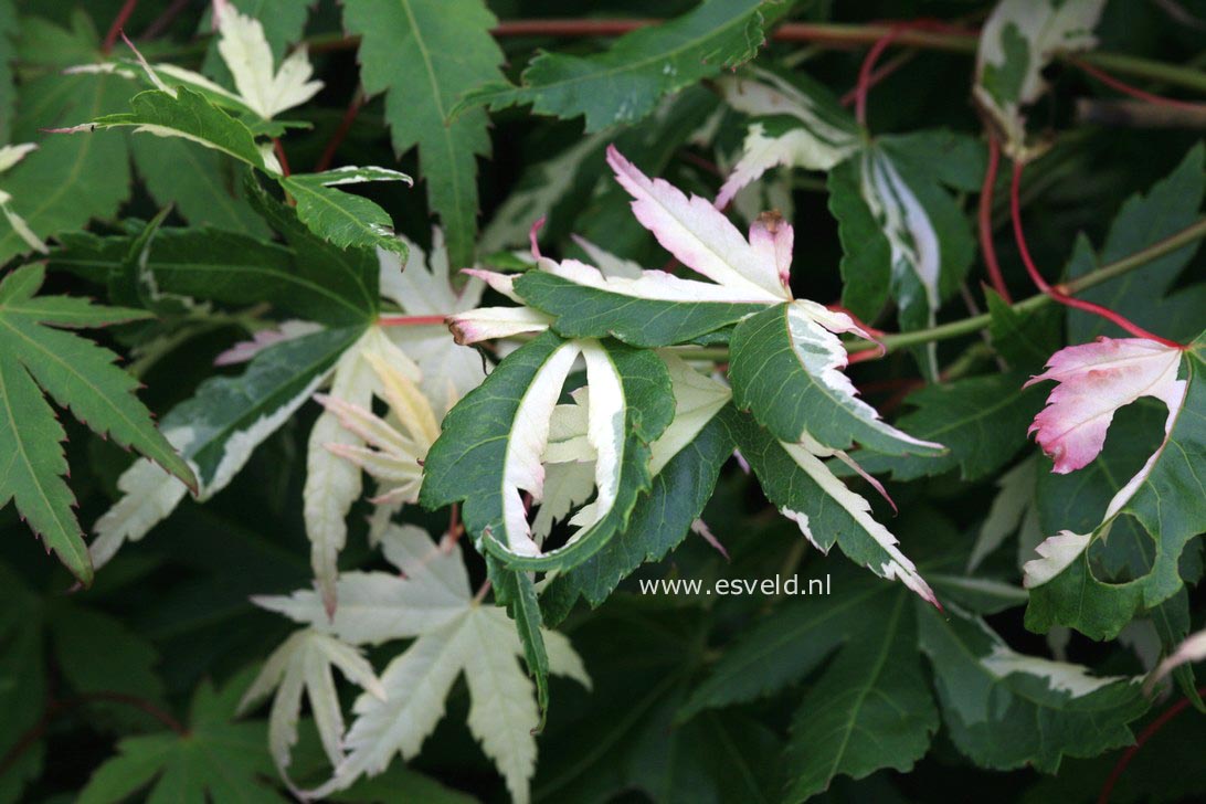 Acer palmatum 'Suruga nishiki'