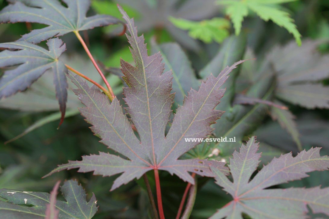 Acer palmatum 'Heguri'