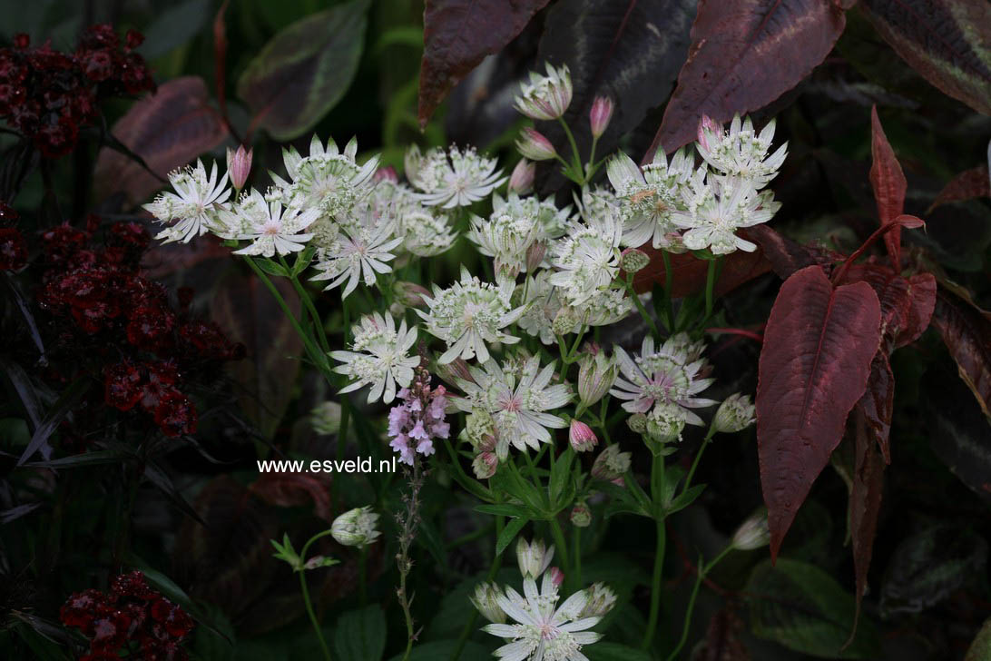 Astrantia major 'Superstar'