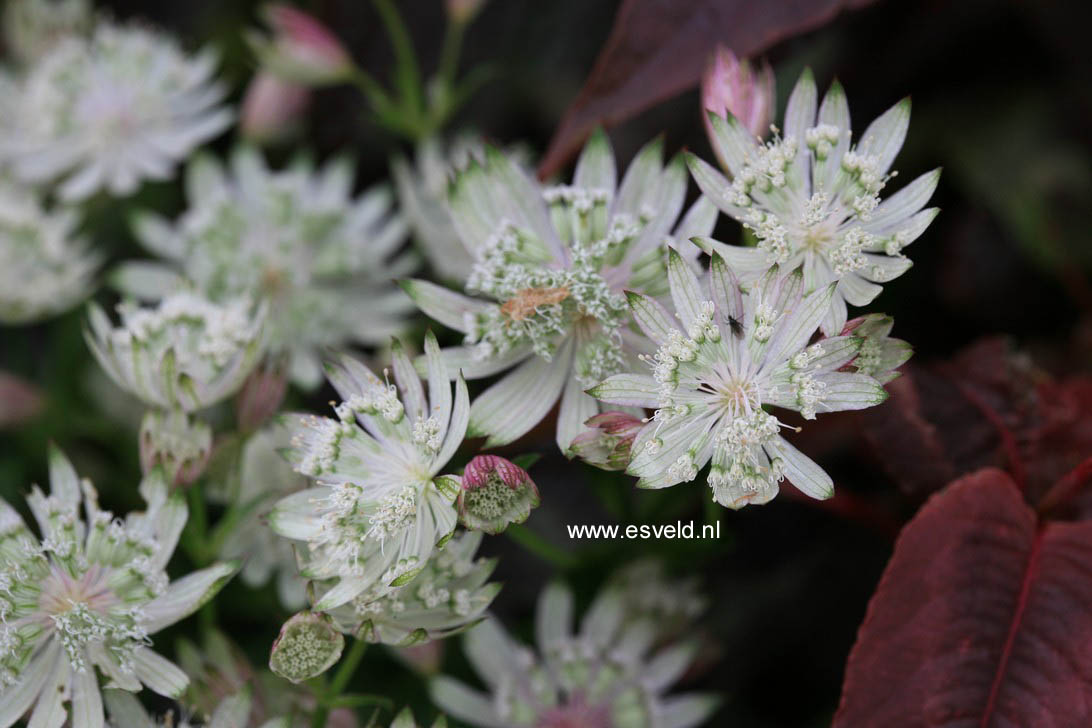 Astrantia major 'Superstar'