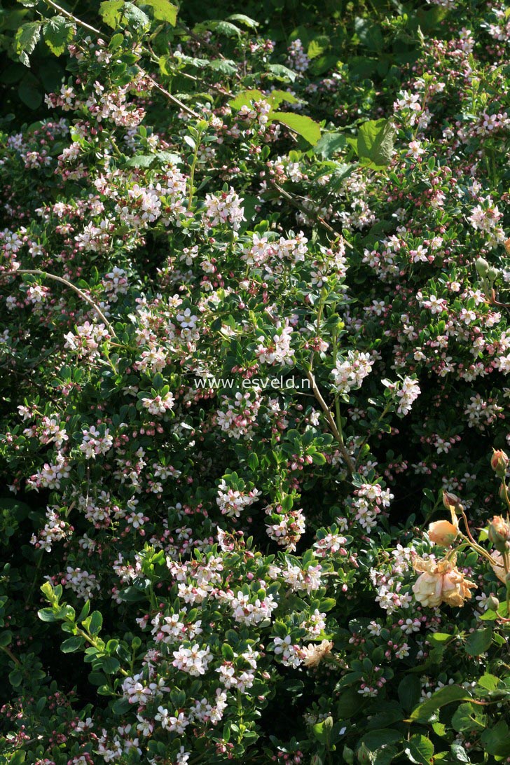 Escallonia 'Donard Seedling'