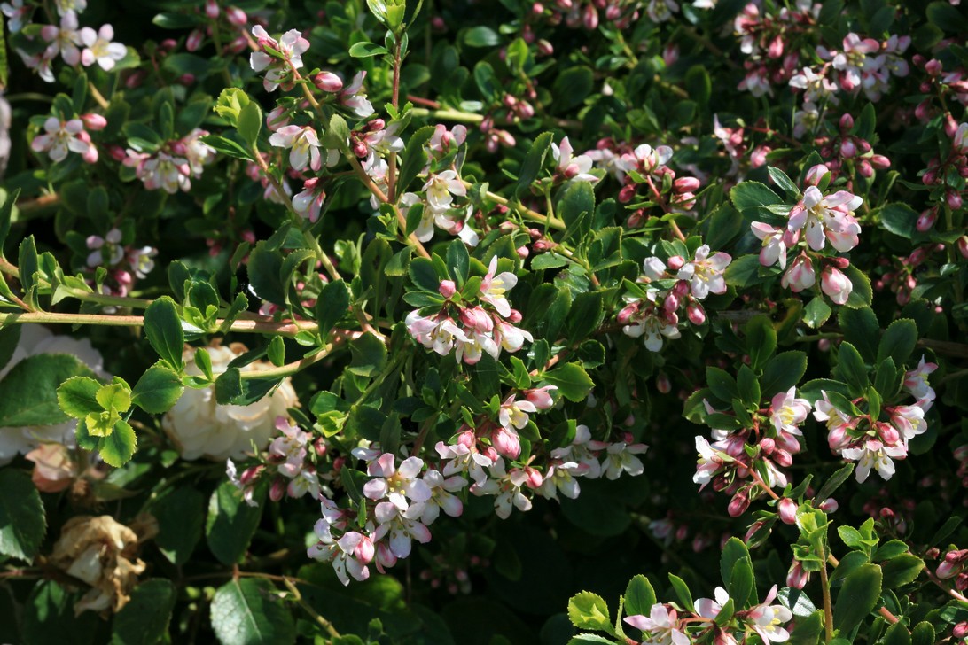 Escallonia 'Donard Seedling'