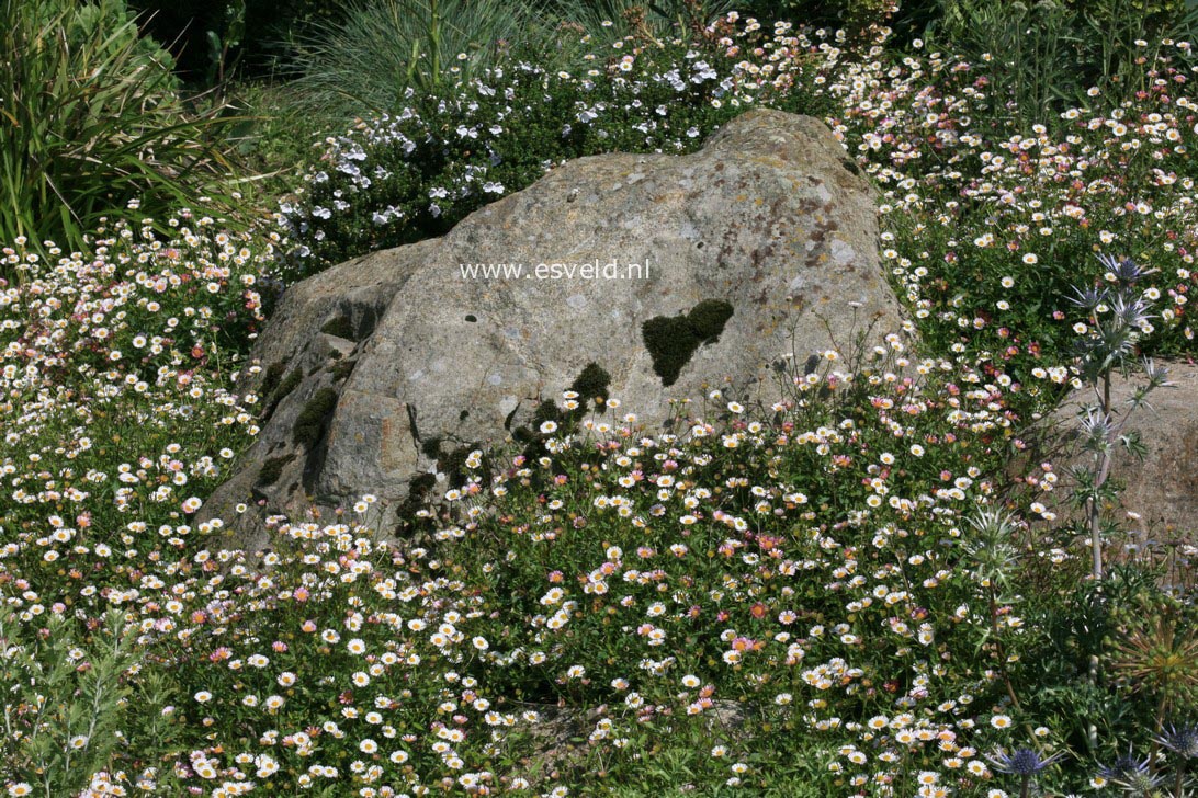 Erigeron karvinskianus