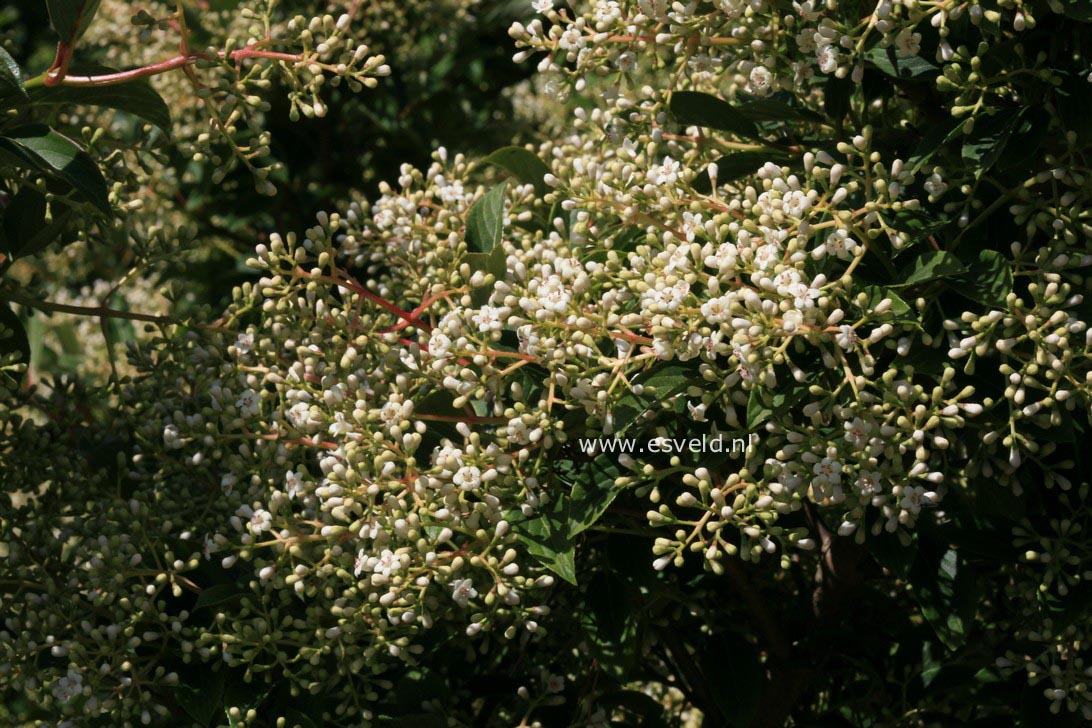 Viburnum hillieri 'Winton'