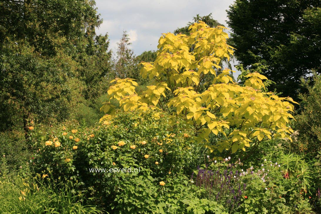 Catalpa bignonioides 'Aurea'