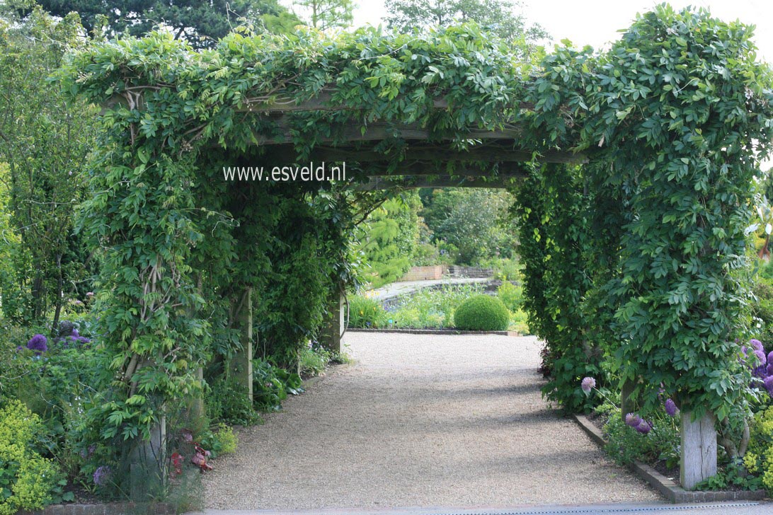 Wisteria floribunda