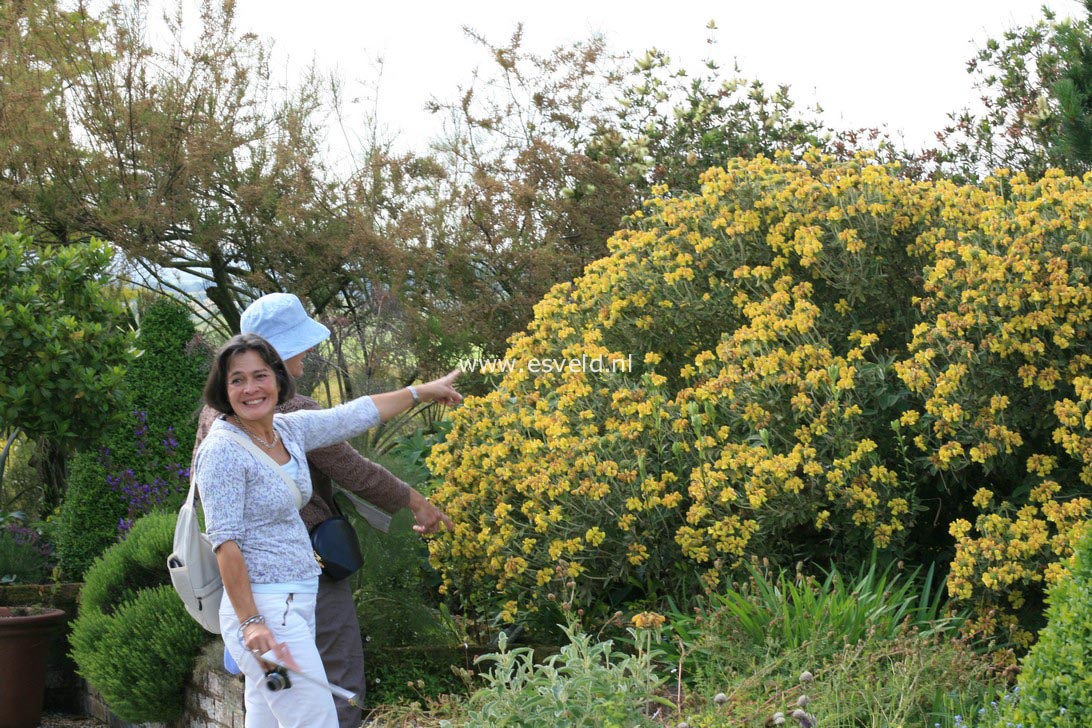 Phlomis fruticosa