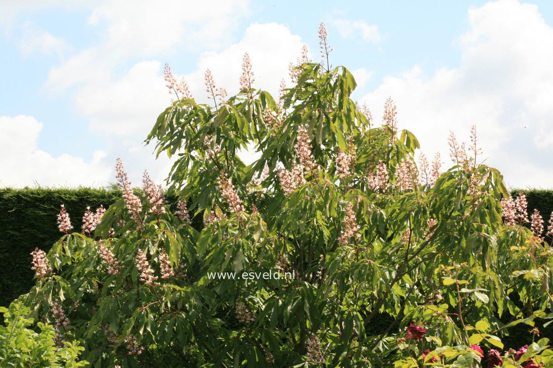 Aesculus indica