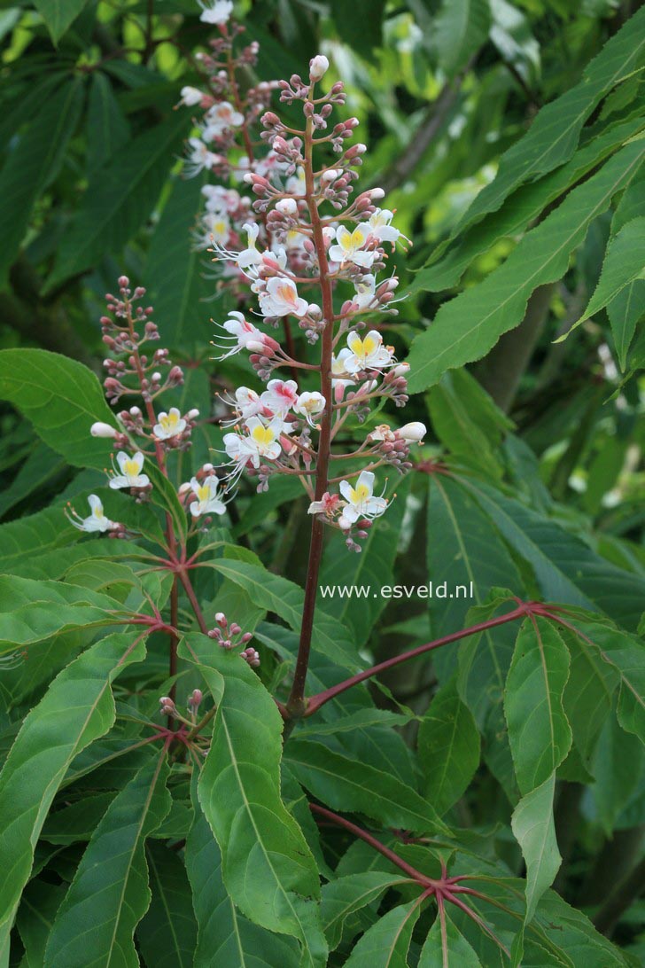 Aesculus indica