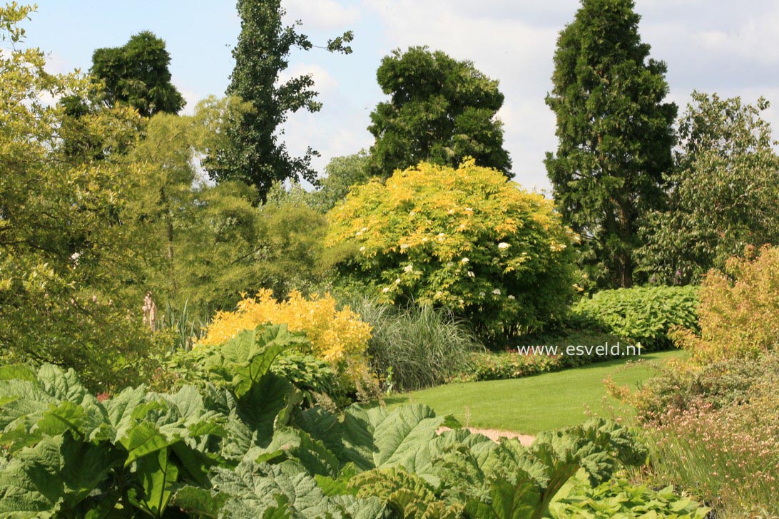 Sambucus nigra 'Aurea'