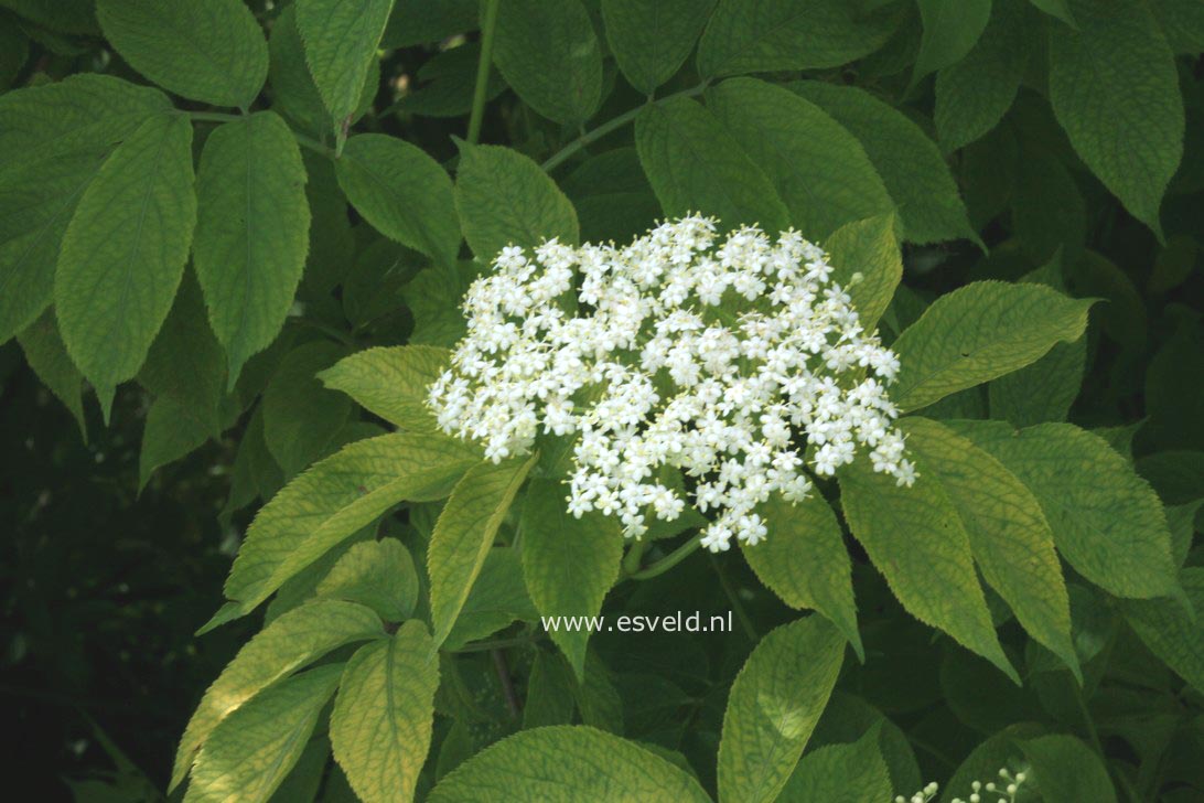 Sambucus nigra 'Aurea'