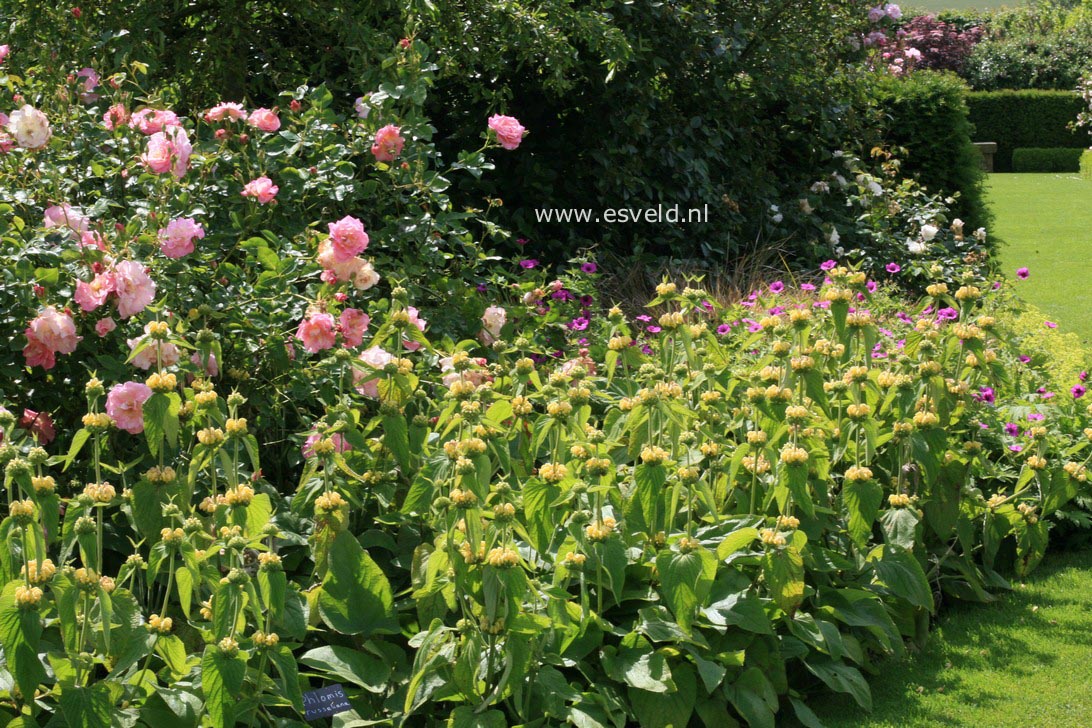 Phlomis russeliana